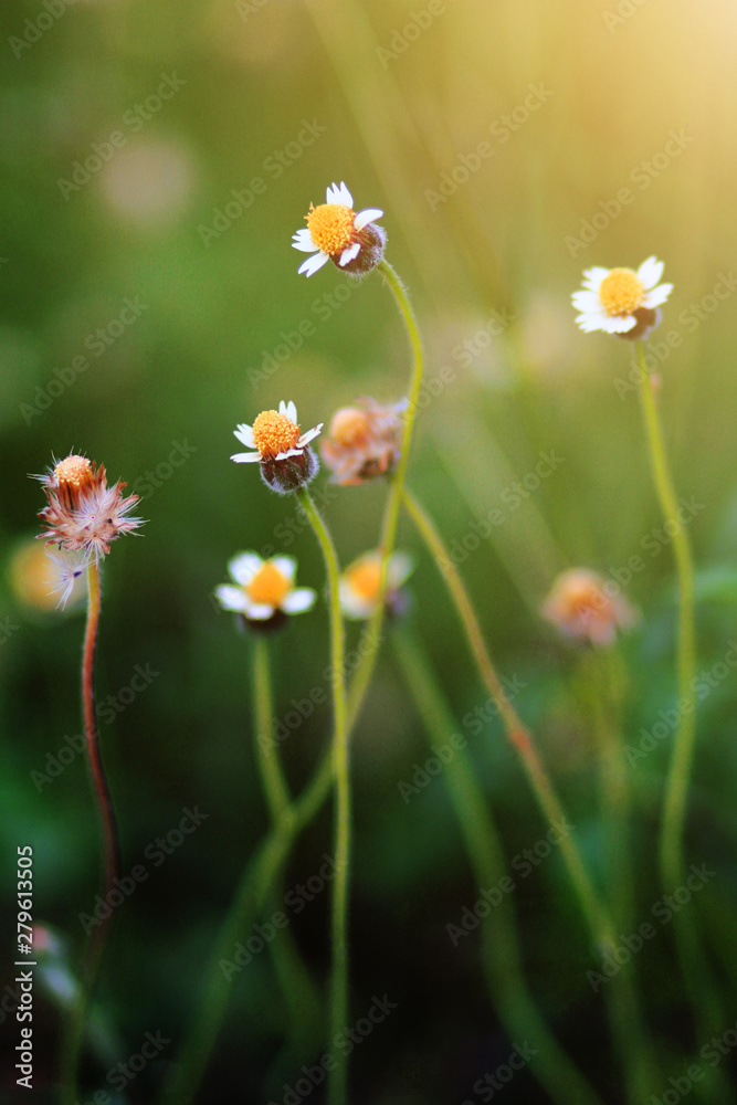 Beautiful wild Camomile grass flowers in the meadow with natural sunlight.