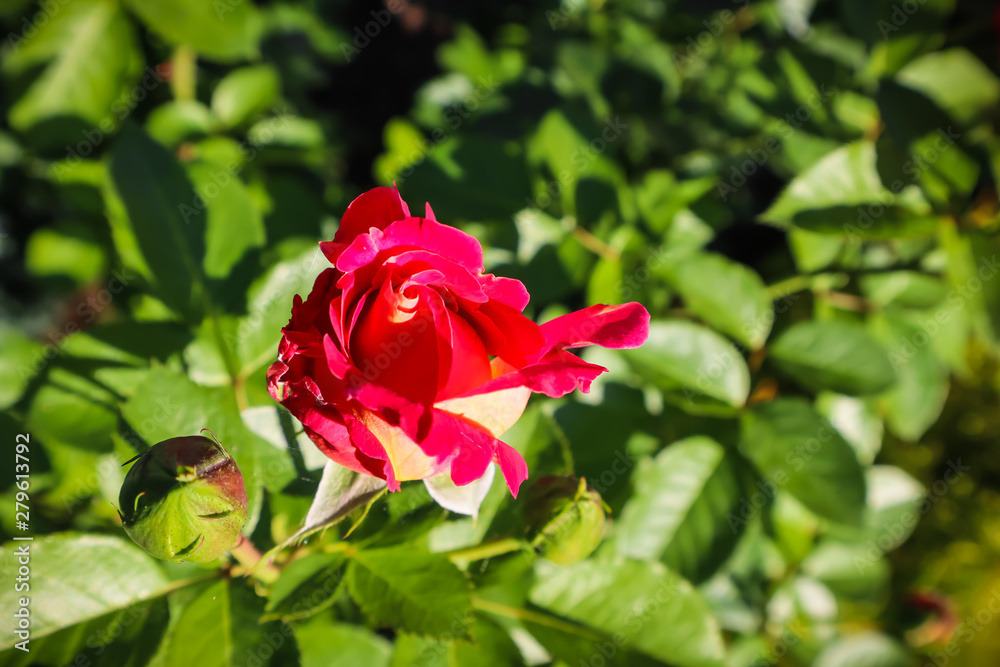 Beautiful red rose in the garden. Perfect for greeting card