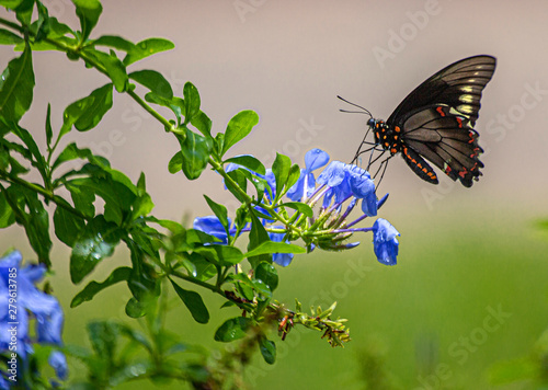 Polydamas Swallowtail, Gold Rim Swallowtail, Tailless Swallowtail, at Plumbago PLant, Seminole, Florida #2 photo