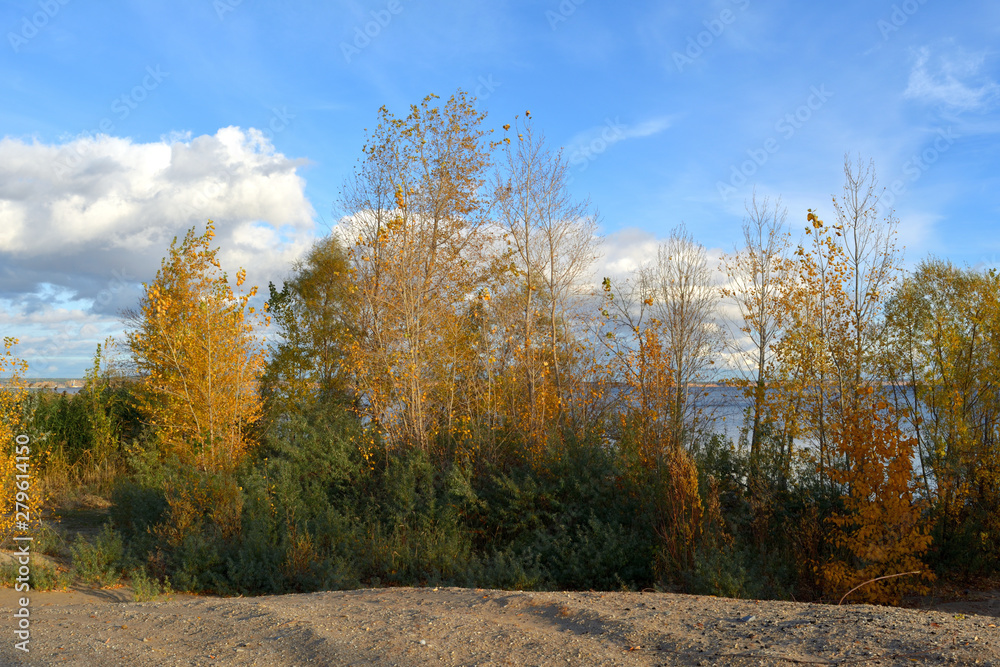 Fototapeta premium Autumn landscape. Trees with golden and green foliage grow on the river coast. Beautiful scenery.