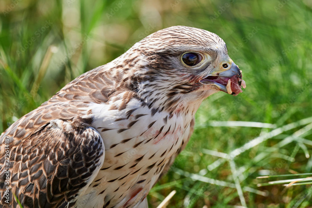 Falcon feeds on the flesh of the captured bird. Falcon feeds on the flesh of the captured bird.