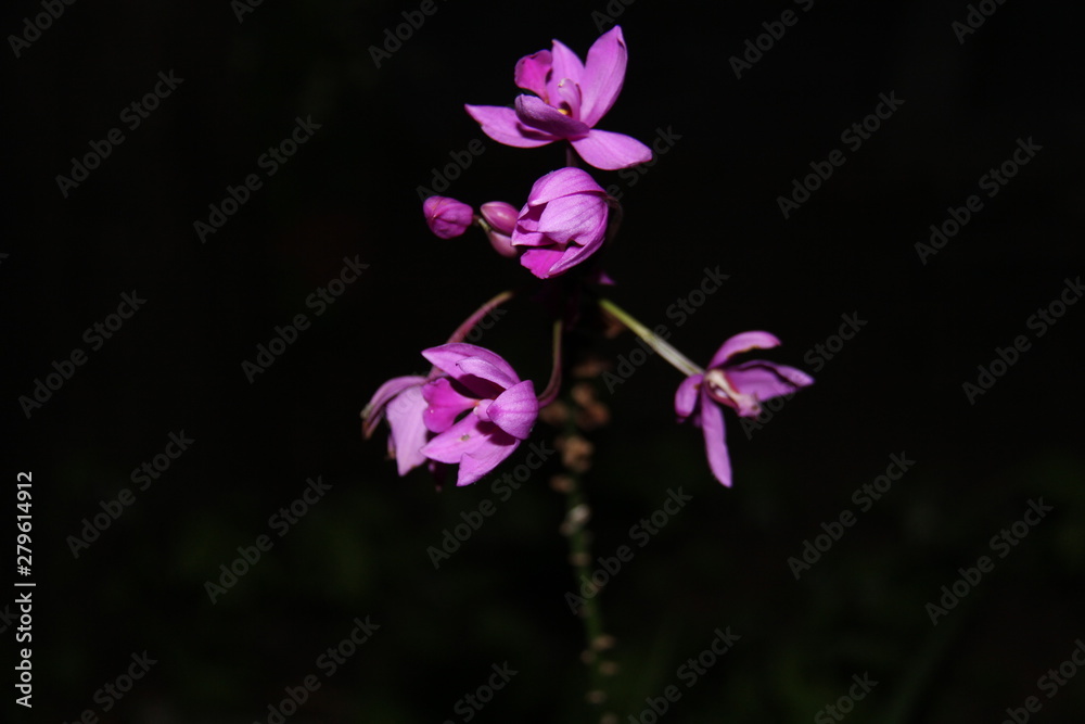 pink flowers on black background