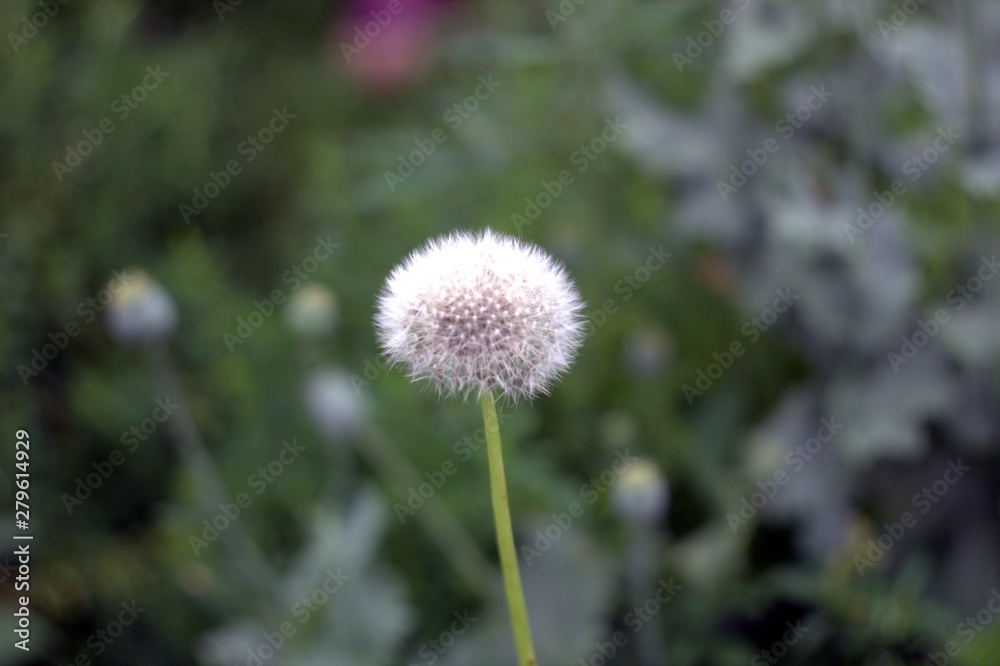 dandelion on background of green grass dandelion on background of green grass