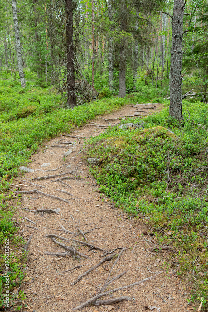 Small path trail in Finnish forest landscape Small path trail in Finnish forest landscape