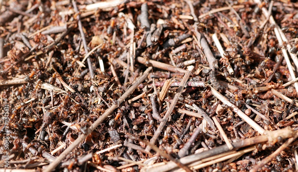 ants working on an anthill. nature preservation. ecosystem. teamwork. little insects. ants working on an anthill. nature preservation. ecosystem. teamwork. little insects.