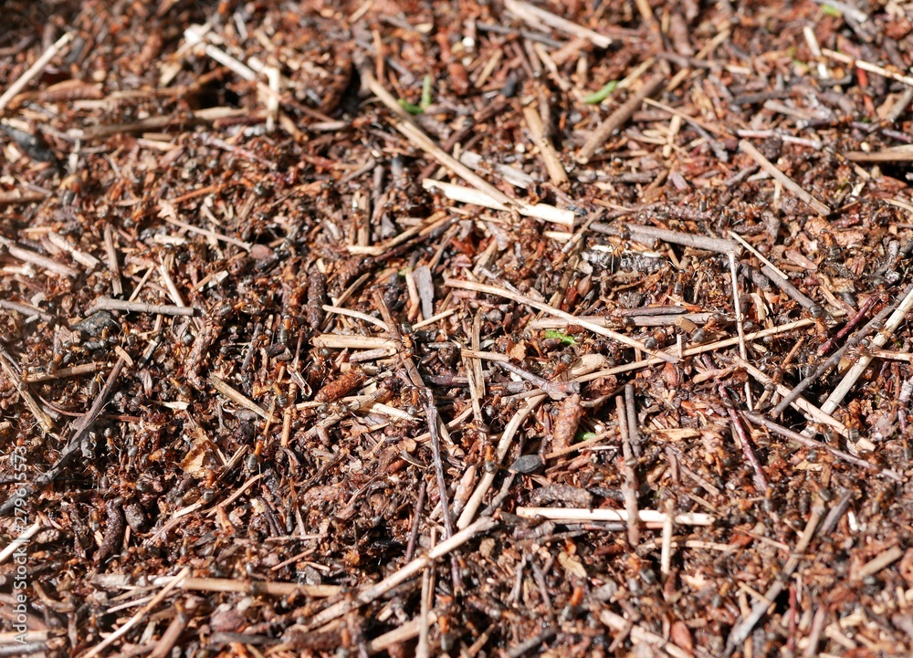 ants working on an anthill. nature preservation. ecosystem. teamwork. little insects. ants working on an anthill. nature preservation. ecosystem. teamwork. little insects.