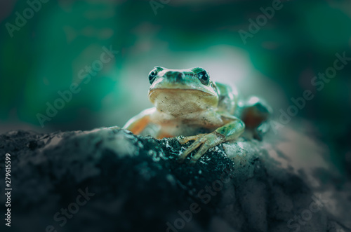 frog in green background 