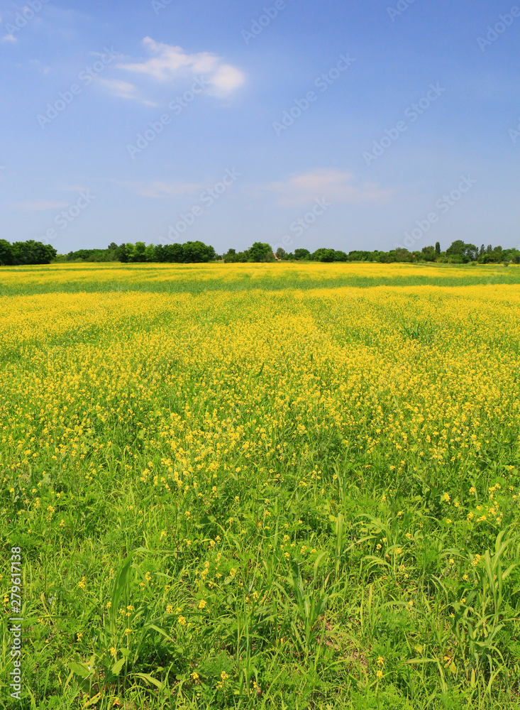 Yellow rape blossoms on cultivated fields on a sunny day.
