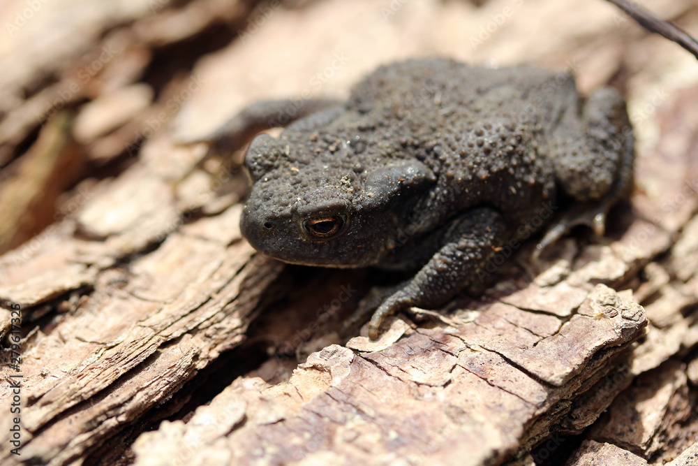 Naklejka premium Crapaud au Teli