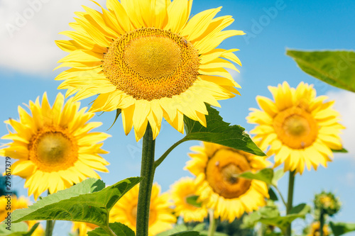 Sunflowers bloom on the field in Kiev region  Ukraine.