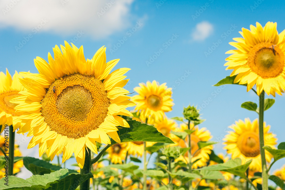 Sunflowers bloom on the field in Kiev region, Ukraine. Sunflowers bloom on the field in Kiev region, Ukraine.
