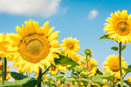Sunflowers bloom on the field in Kiev region  Ukraine.
