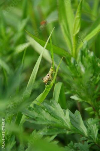 Little grasshopper on the meadow
