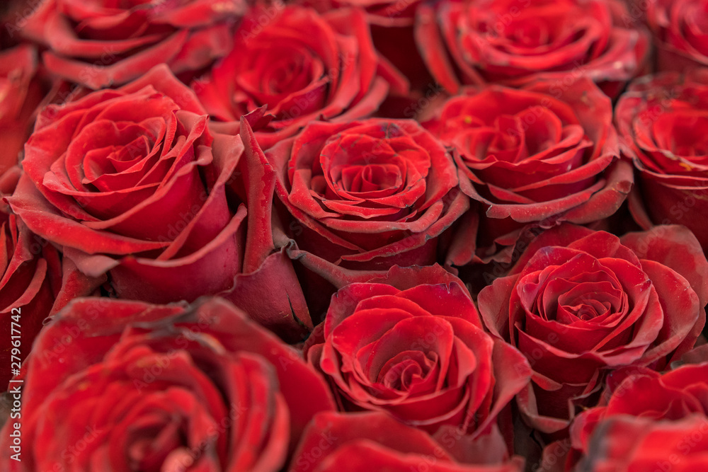 Burgundy roses, bouquet of dark red roses. Red natural roses background. Red roses background. Fresh red and burgundy roses. Red rose buds Burgundy roses, bouquet of dark red roses. Red natural roses background. Red roses background. Fresh red and burgundy roses. Red rose buds