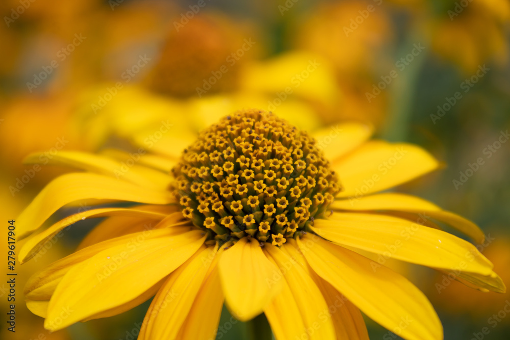 Gelb blühendes Garten-Sonnenauge (Heliopsis helianthoides) in einer Nahaufnahme Gelb blühendes Garten-Sonnenauge (Heliopsis helianthoides) in einer Nahaufnahme