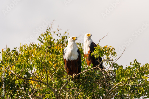 A bald eagle couple sitting up in a treetop