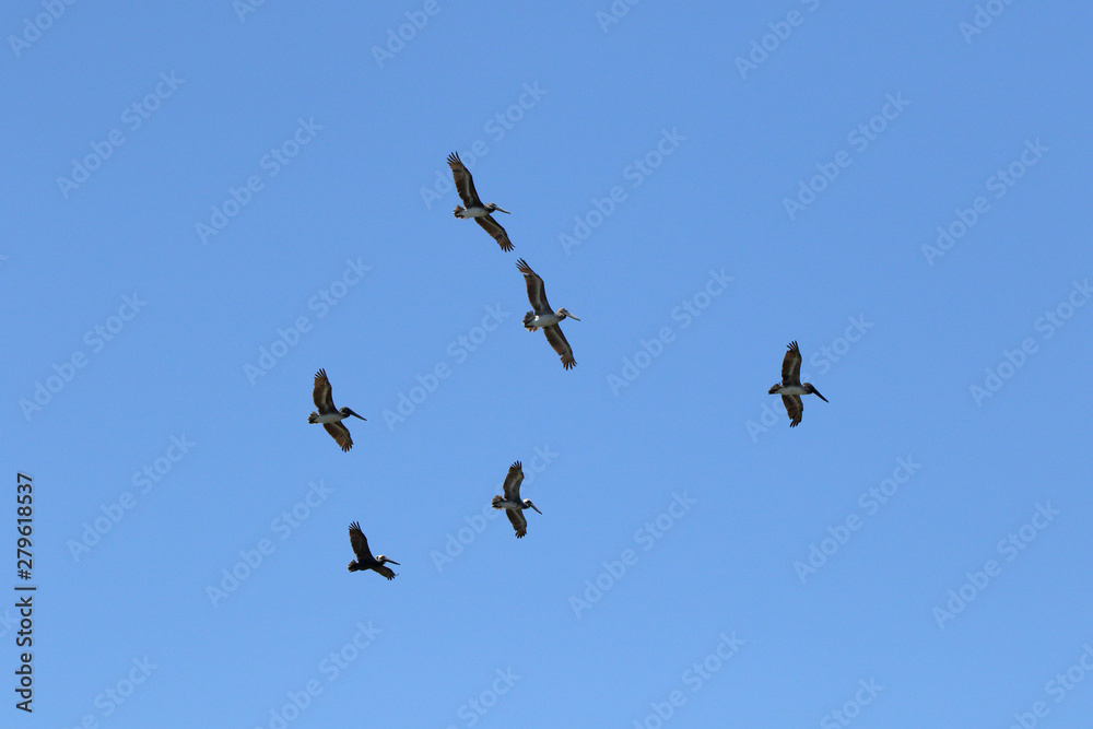 Half a dozen brown pelicans gliding in a blue sky. Half a dozen brown pelicans gliding in a blue sky.