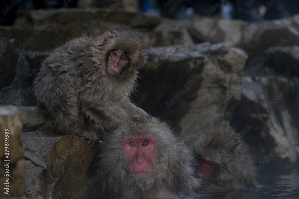 スノーモンキー　温泉に入るニホンザル　長野県　日本