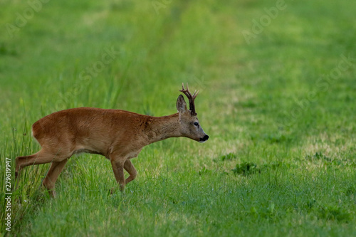 Deer buck walking in field