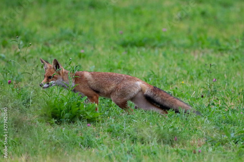 Red fox hunting in grass © IHX