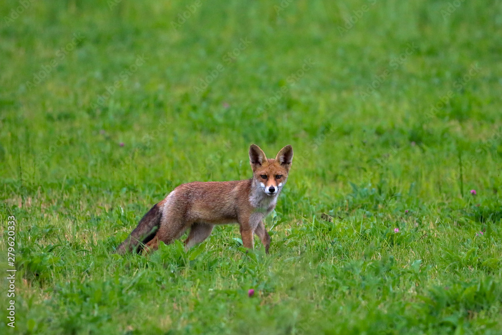 Red fox staning in grass field Red fox staning in grass field