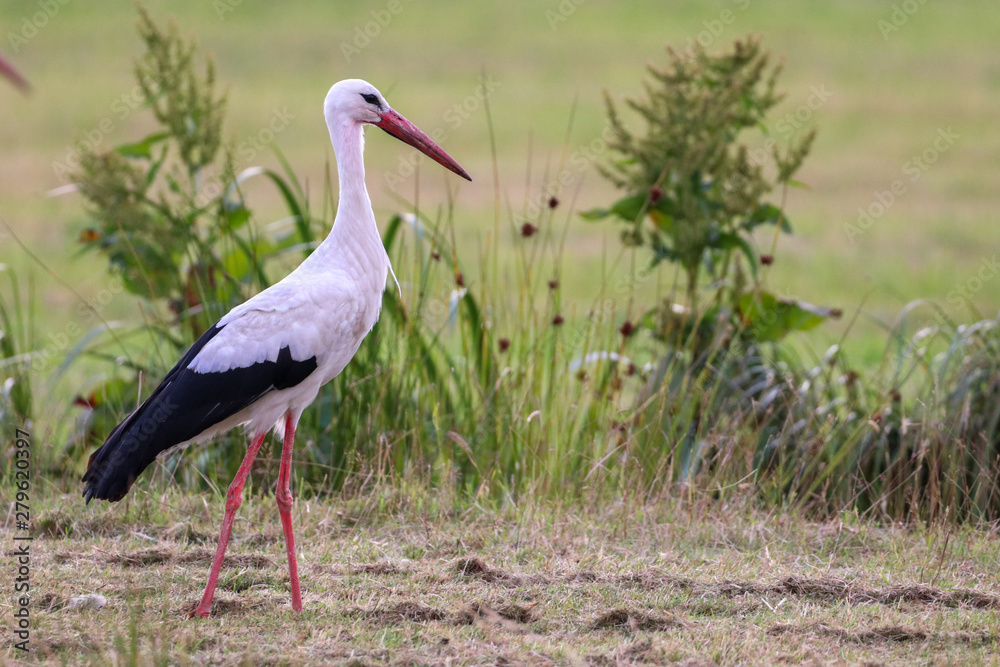 Fototapeta premium Stork walking in grass field