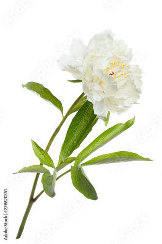 Tender yellow peony isolated on white background.