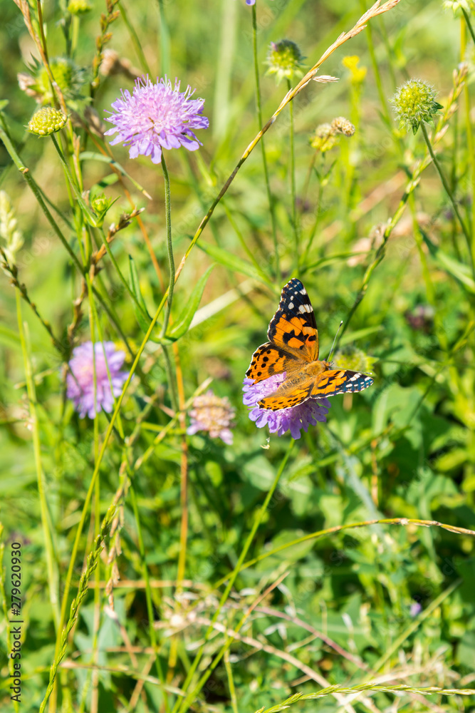 Butterfly on a purple flower on the field. close up. vertical photo Butterfly on a purple flower on the field. close up. vertical photo
