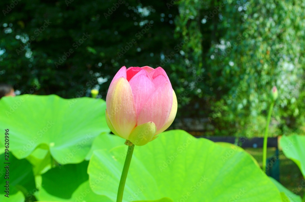 pink - yellow flowers and green leaves of indian lotus flower - nelumbo nucifera