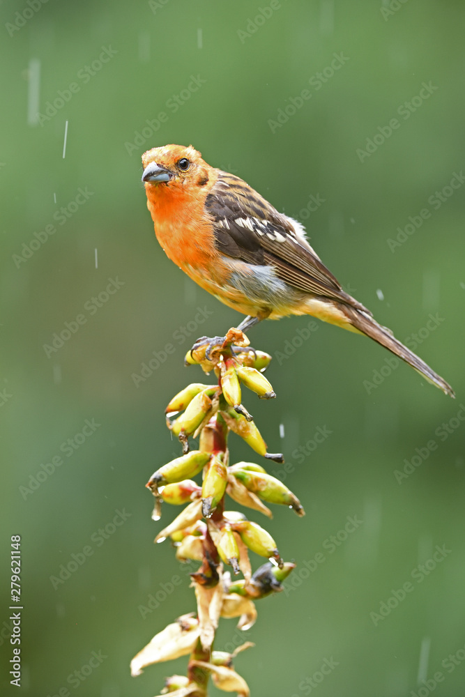 Fototapeta premium Flame-colored tanager sitting on flower