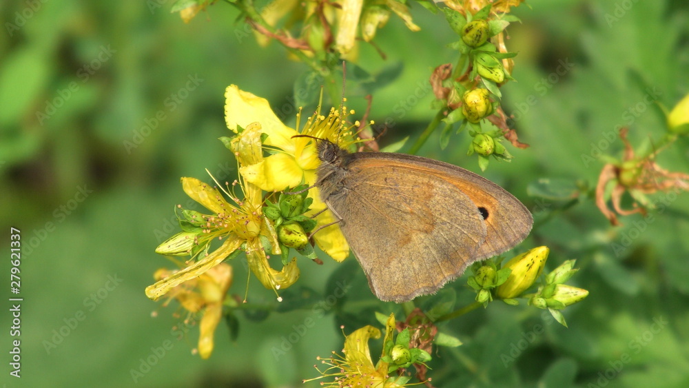 Fototapeta premium farfalla