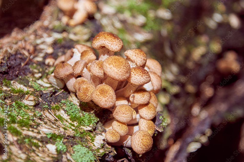 Wild mushrooms on a tree snag. In a wild forest