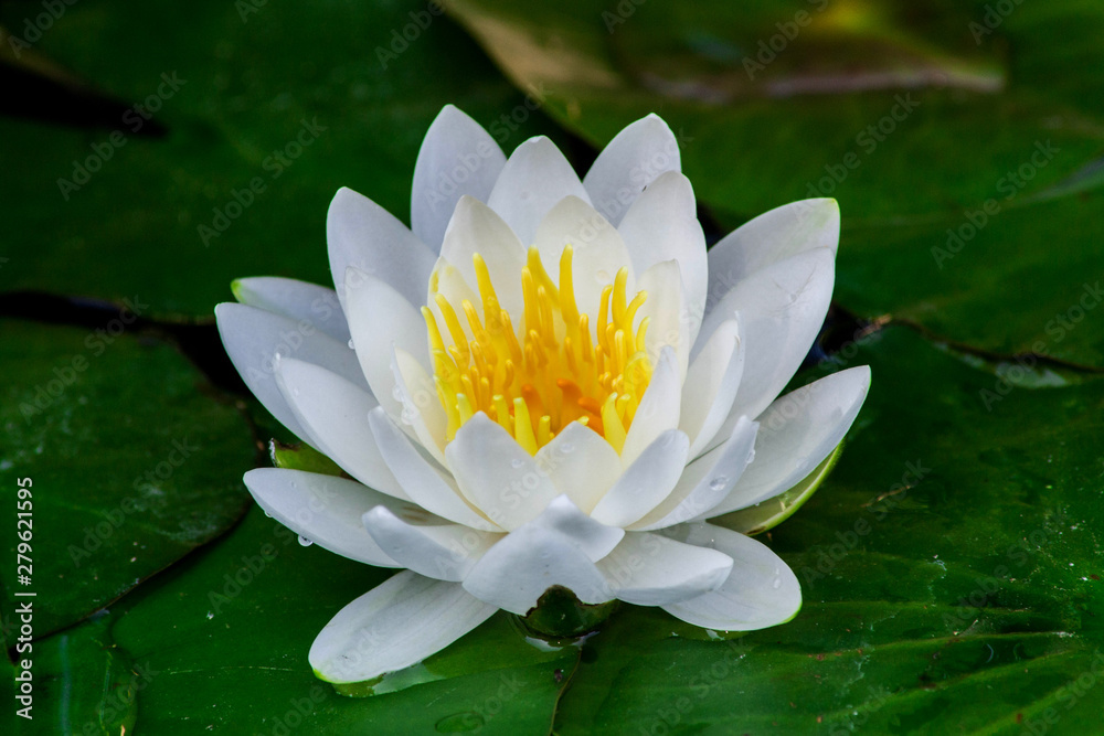 Beautiful white lotus flower with green leaf in the pond. Macro. Close-up Beautiful white lotus flower with green leaf in the pond. Macro. Close-up