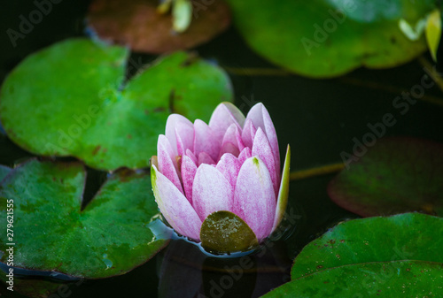 Beautiful pink waterlily or lotus flower in pond. Macro. Close-up