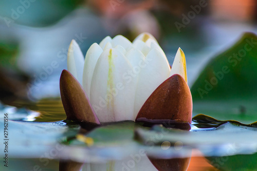 Beautiful white lotus flower with green leaf in the pond. Macro. Close-up