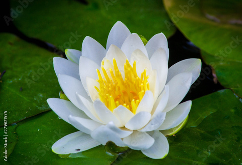 Beautiful white lotus flower with green leaf in the pond. Macro. Close-up