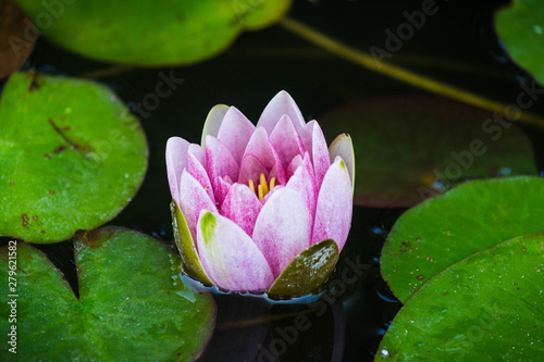Beautiful pink waterlily or lotus flower in pond. Macro. Close-up