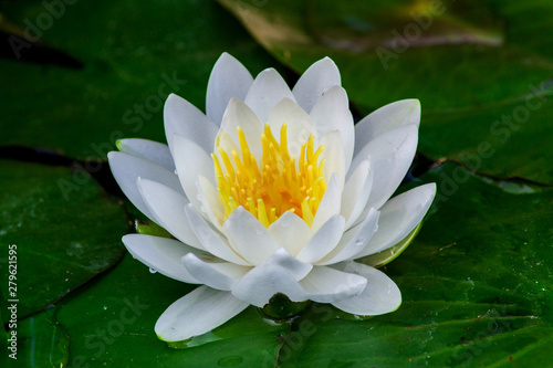 Beautiful white lotus flower with green leaf in the pond. Macro. Close-up