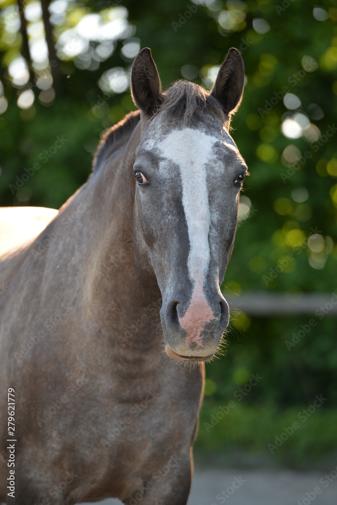 Obraz premium Tamara Portrait
