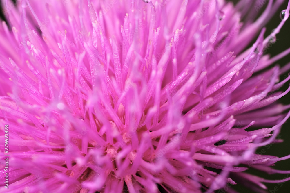 Beautiful flower of purple thistle. Pink flowers of burdock. Burdock thorny flower close-up. Flowering thistle or milk thistle. Herbaceous plants - Milk Thistles, Carduus. Shallow depth of field