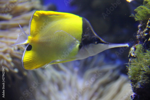 fish in aquarium