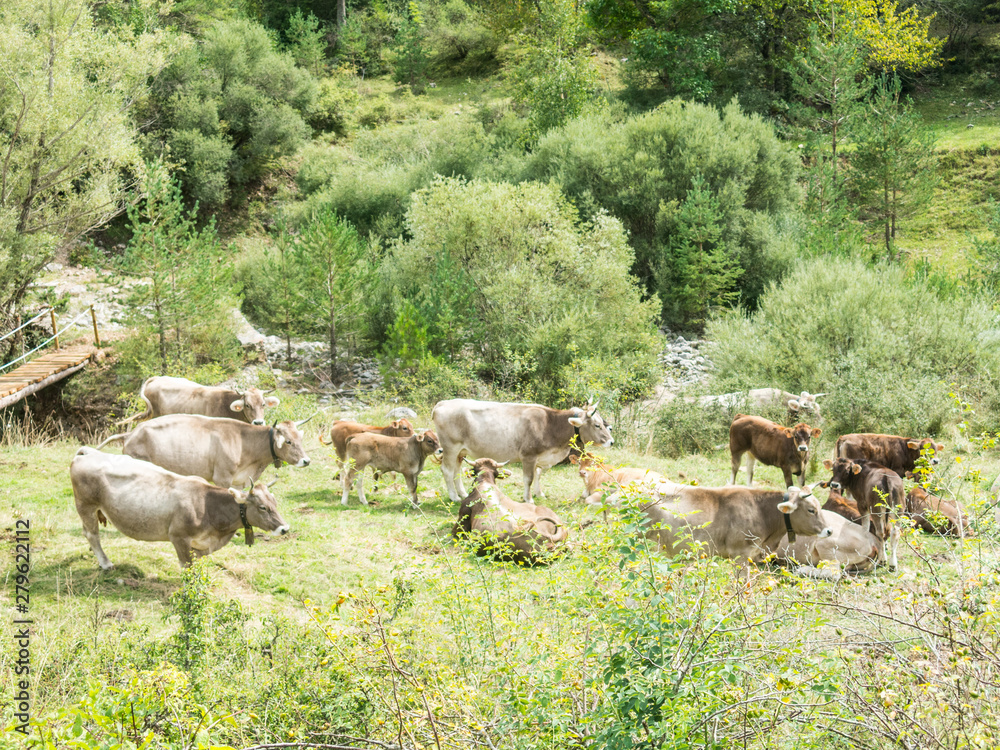 Obraz premium Cows grazing in a meadow in the Sierra del Cadí, pre-Pyrenees mountain in Catalonia