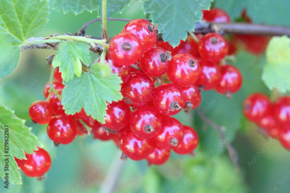 Red currants and currant leaves