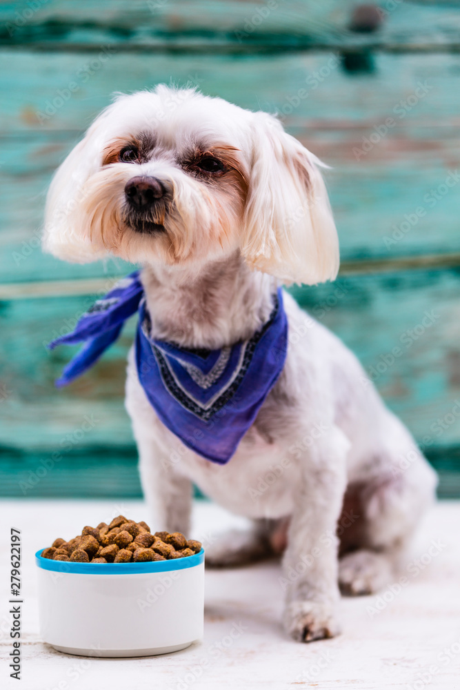 Maltese top puppy food