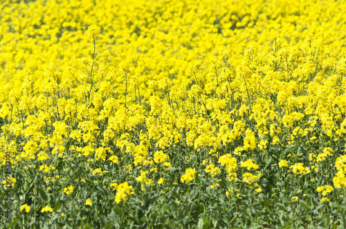 Rapeseed field in bloom © Aleramo