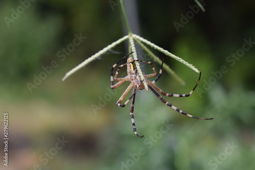 spider