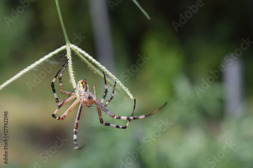 spider