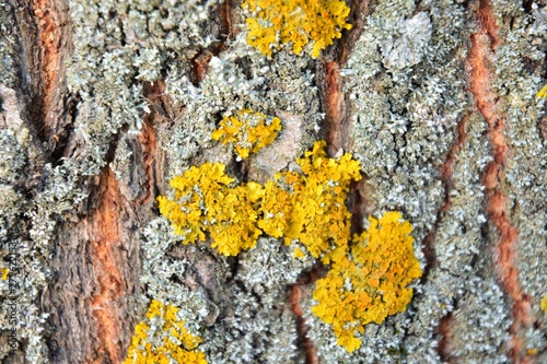 Yellow lichen on the bark of a tree. Tree trunk affected by lichen. Moss on a tree branch. Textured wood surface with lichens colony. Fungus ecosystem on trees bark.  Common orange lichen. Soft focus photo