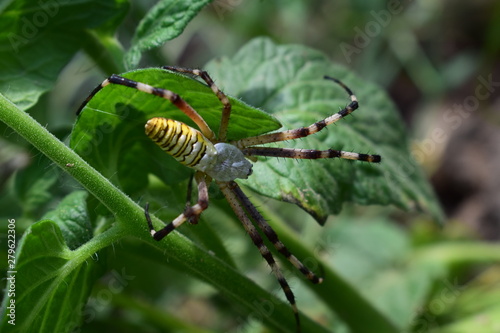 spider