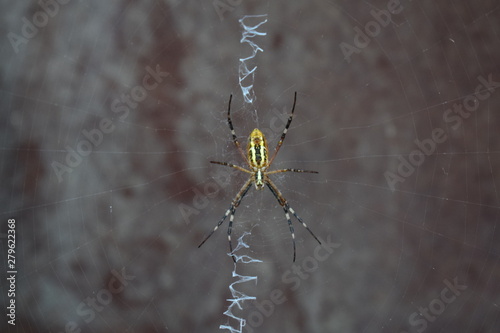 spider